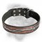 Bullmastiff leather dog collar with barbed wire water-resitant painting