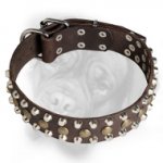 Lovely Leather Bullmastiff Collar with Brass Studs and Nickel Pyramids