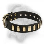 Deluxe Leather Bullmastiff Collar with Riveted Brass Plates