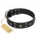 "Star Excitement" Modern FDT Artisan Black Leather Bullmastiff Collar with Studs and Stars