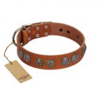 "Luxurious Life" Premium Quality FDT Artisan Tan Leather Bullmastiff Collar with Round Adornments