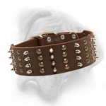 Wide leather dog collar with spikes and studs for stunning look of your Bullmastiff