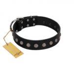 "Silver Flower" Exclusive FDT Artisan Black Leather Bullmastiff Collar with Silver-Like Studs