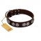 "High and Mighty" FDT Artisan Classy Brown Leather Bullmastiff Collar with Embellished Brooches