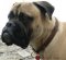 Hand Braided Leather Choke Dog Collar for Bullmastiff