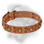 Attractive Bullmastiff Collar with Brass Studs and Conchos