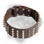 2 Inch Leather Bullmastiff Collar witn Nickel Pyramids and Spikes
