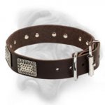 Designer Leather Bullmastiff Collar with Massive Nickel Plates