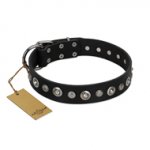 "Genteel Charm" FDT Artisan Black Leather Bullmastiff Collar with Silver-like Round Conchos