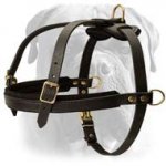 Superb leather harness for tracking/training/pulling