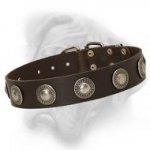 Posh Leather Dog Collar with silver conchos designed for Bullmastiff breed
