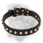 Daily Luxury Leather Bullmastiff Collar with Nickel Pyramids