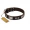 "Satin Beauts" FDT Artisan Brown Leather Bullmastiff Collar with Stars and Plates