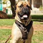 Luxurious leather Bullmastiff harness for training and walking