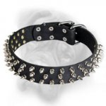 Splendid Leather Bullmastiff Collar Decorated with 3 Rows of Silver-Like Spikes