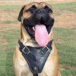 Quality leather dog harness for long training