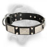 Exclusive trendy decorated dog collar for Bullmastiff breed