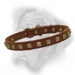 Bullmastiff leather dog collar with gorgeous brass studs