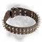 Fantastic Leather Bullmastiff Collar with Spikes and Studs