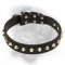 Daily Luxury Leather Bullmastiff Collar with Nickel Pyramids