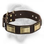 Designer Multitask Dog Collar for Bullmastiff