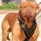 Studded leather dog harnesses for Bullmastiff