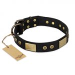 "Spanish night" FDT Artisan Fashionable Leather Walking Bullmastiff Collar