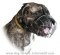Super comfy Bullmastiff Wire Cage Dog Muzzle