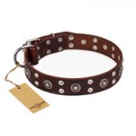 "Pirate Treasure" FDT Artisan Exciting Brown Leather Bullmastiff Collar with Studs