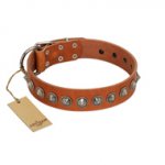 "Silver Spike" Handmade FDT Artisan Tan Leather Bullmastiff Collar with Old Silver-Like Spikes