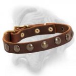 Fabulous Leather Puppy Bullmastiff Collar with Brass Circles