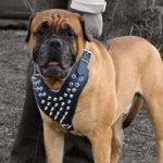 Spiked leather dog harness for your pet