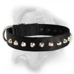 Stylish and Unique Dog Collar for your Bullmastiff