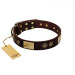 "Bow-Wow Effect" FDT Artisan Brown Leather Bullmastiff Collar with Plates and Ornate Studs