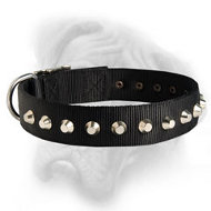 Stylish and Unique Dog Collar for your Bullmastiff