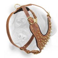 Pure leather dog harness with gold-like spikes for Bullmastiff breed