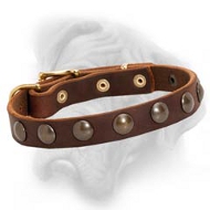 Fabulous Leather Puppy Bullmastiff Collar with Brass Circles