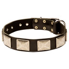 Superior Bullmastiff Collar with Riveted Nickel Plates