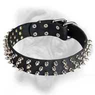 Splendid Leather Bullmastiff Collar Decorated with 3 Rows of Silver-Like Spikes