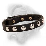 Studded Leather 3/4 inch (19 mm) Wide Bullmastiff Collar