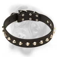 Daily Luxury Leather Bullmastiff Collar with Nickel Pyramids