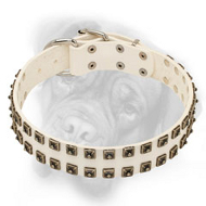 Elegant White Bullmastiff Collar with Nickel Square Dotted Studs