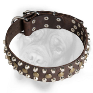 Lovely Leather Bullmastiff Collar with Brass Studs and Nickel Pyramids