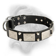 Exclusive trendy decorated dog collar for Bullmastiff breed