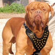 Studded leather dog harnesses for Bullmastiff