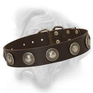 Posh Leather Dog Collar with silver conchos designed for Bullmastiff breed