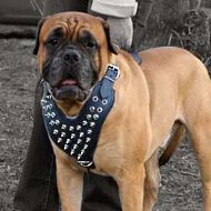 Spiked leather dog harness for your pet