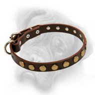 Bullmastiff leather collar with shiny row of circles