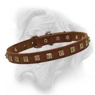 Bullmastiff leather dog collar with gorgeous brass studs