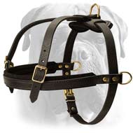 Superb leather harness for tracking/training/pulling